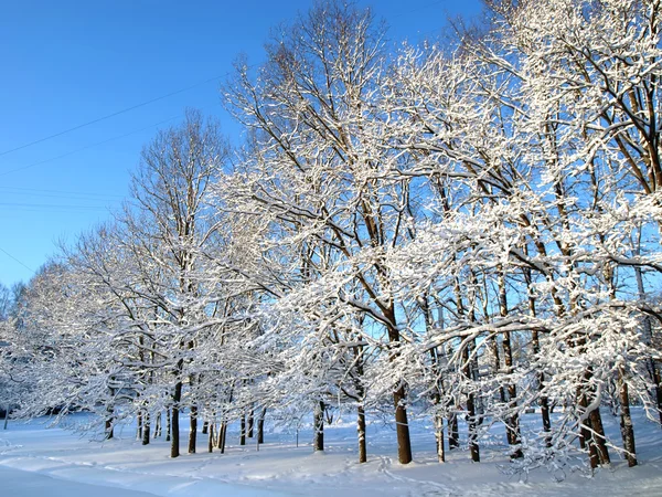 Зимние Деревья Дубы — стоковое фото