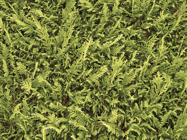 Plantas Textura Pode Ser Usado Como Fundo — Fotografia de Stock