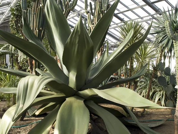 Agave-Kaktus — Stockfoto