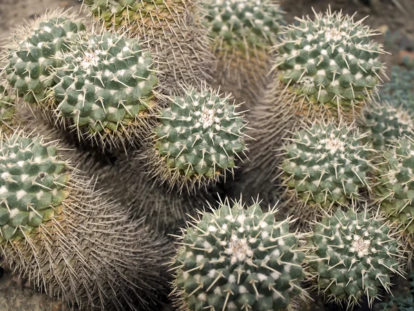 Cactus achtergrond — Stockfoto