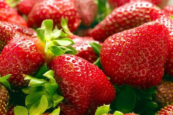 Strawberries vol. 3 недели Лицензионные Стоковые Фото