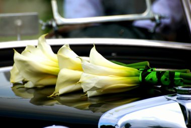 Calla Lilies on Posh Car Hood clipart