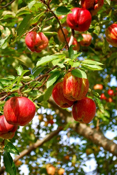 Manzanas en un manzano Fotos de stock libres de derechos