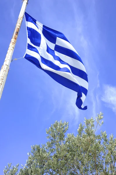 The Greek flag and olive tree — Stock Photo, Image