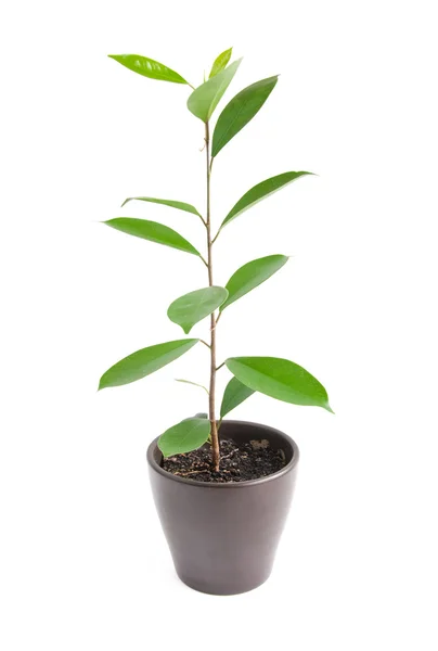 Stock image Houseplant