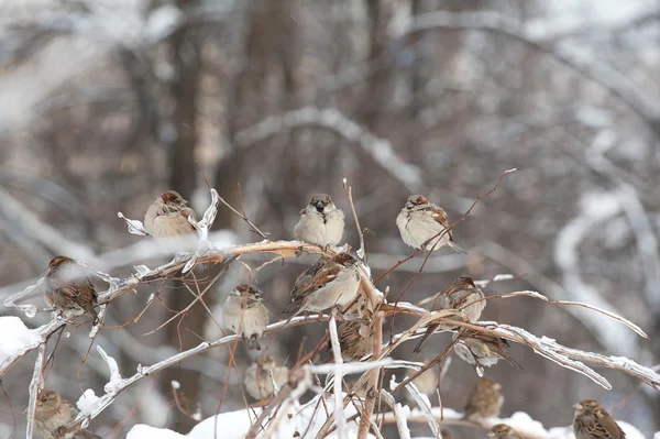 stock image Sparrows on the tree