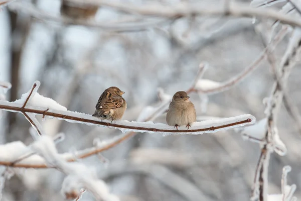 Dva vrabci na stromě Stock Fotografie