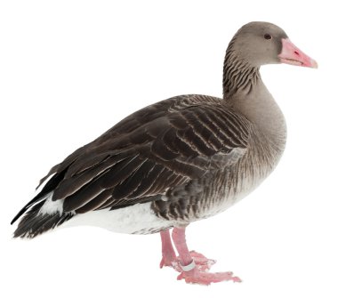 Duck isolated on the white background clipart