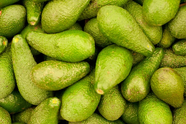 stock image Many green avocado