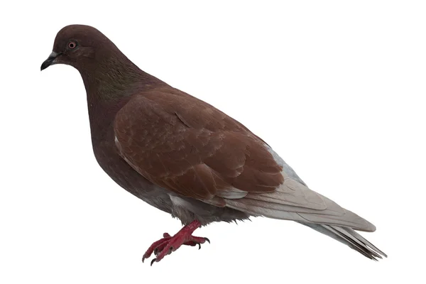 stock image Isolated rock pigeon