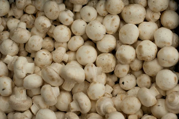 stock image Many white mushrooms: champignons