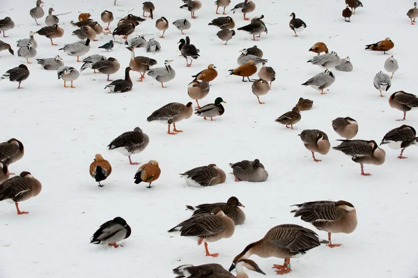 stock image Many birds on the snow