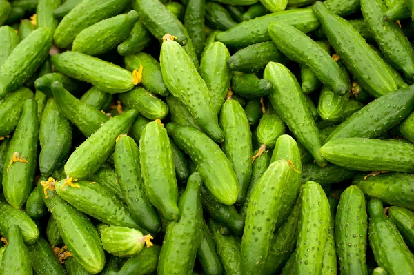 Cucumbers Stock Picture