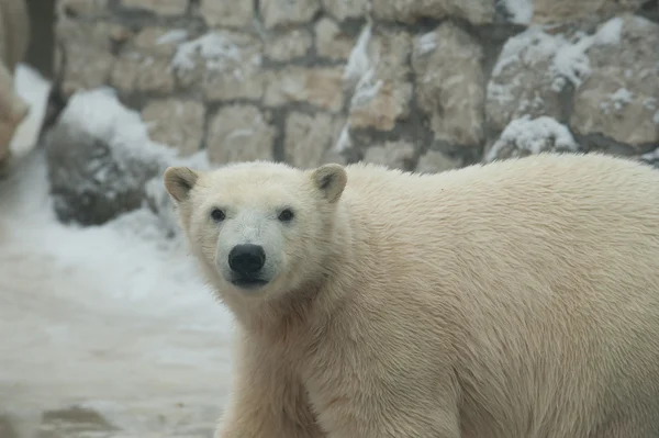 Niedźwiedź Polarny Śniegu Zdjęcia Stockowe bez tantiem