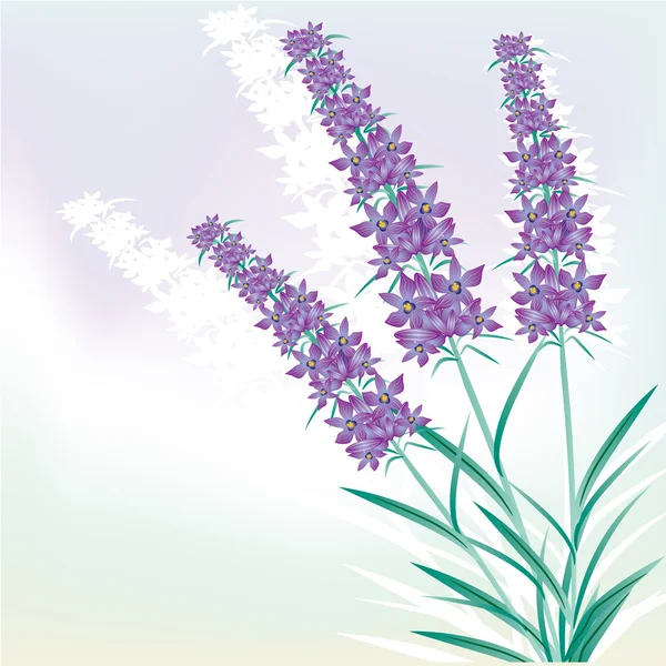 Achtergrond van lavendel — Stockvector