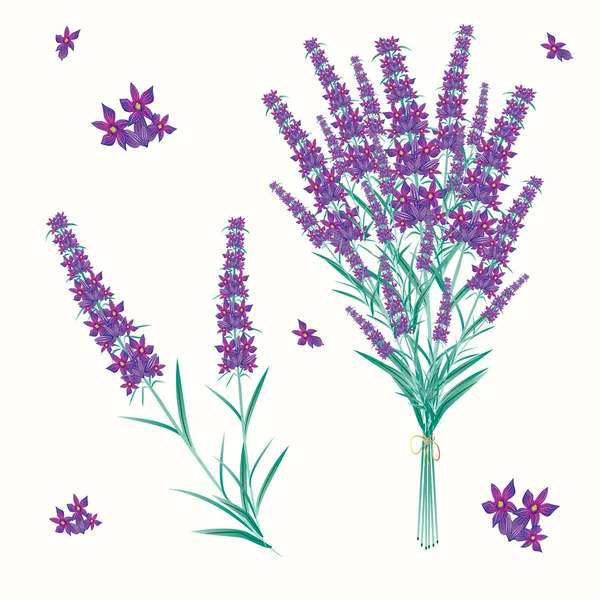 Lavendel — Stock vektor