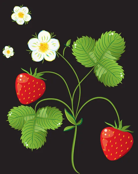 Hermosas fresas. ilustración vectorial de un realista — Archivo Imágenes Vectoriales