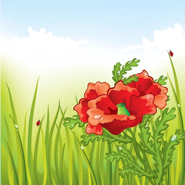 美丽的红罂粟 — 图库矢量图片