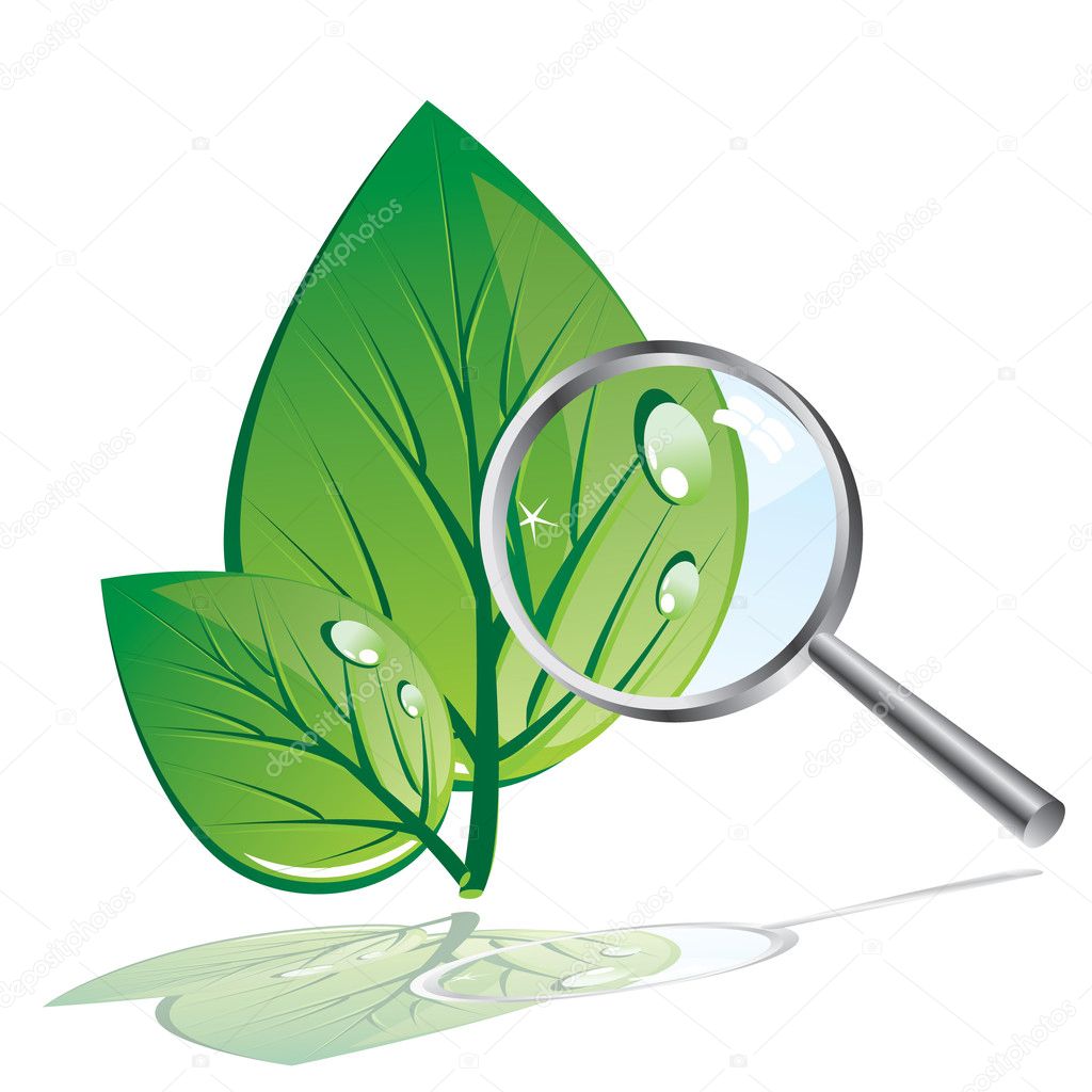 Green leaves and magnifier
