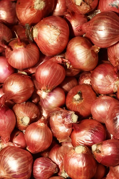 stock image Raw onion