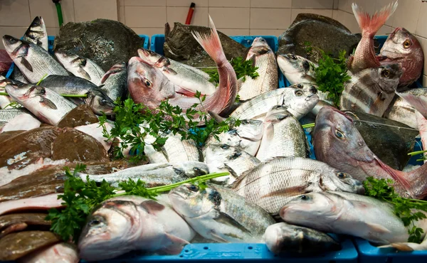 Una Selección Pescados Estrecho Gibraltar Mediterraneo鱼从周围 地中海的直布罗陀海峡的选择 — 图库照片