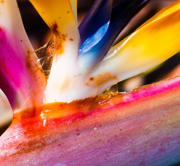 stock image A macro photograph of the famous Bird of Paradise flower showing its vivid colors.