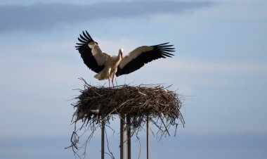 Stork Landing clipart