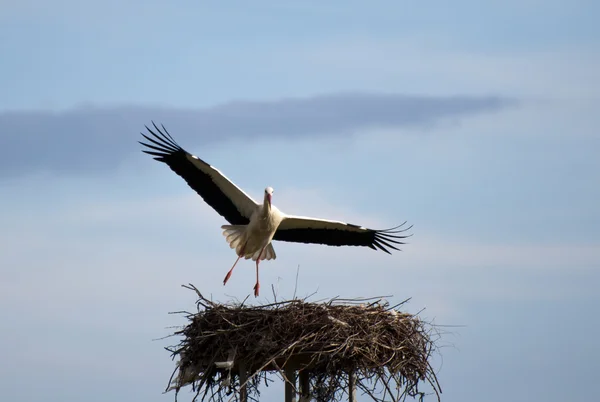 Stork coming in for Landing — Stock Photo, Image