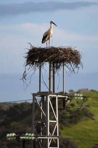 Stork Standing Tall Its Nest Looking World — Stock Photo, Image