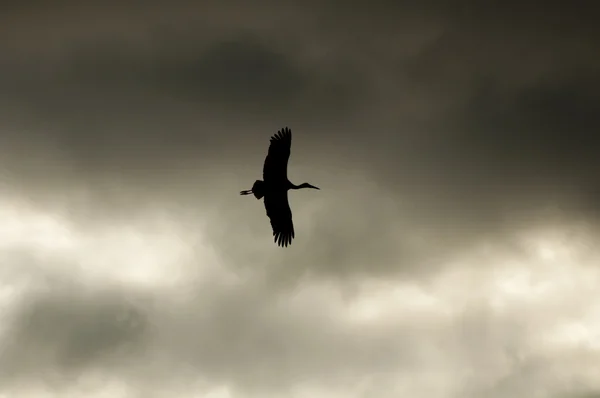 Stork Silhouette — Stock Photo, Image