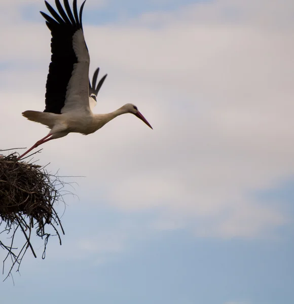 Stork Performing Takeoff Its Nest High Pilon Southern Spain — Stock Photo, Image