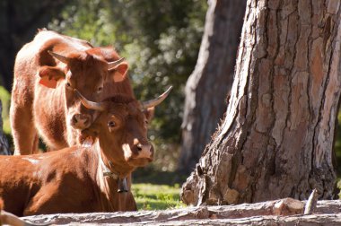 par de vacas españolas bajo el solpaar van Spaanse koeien in de zon