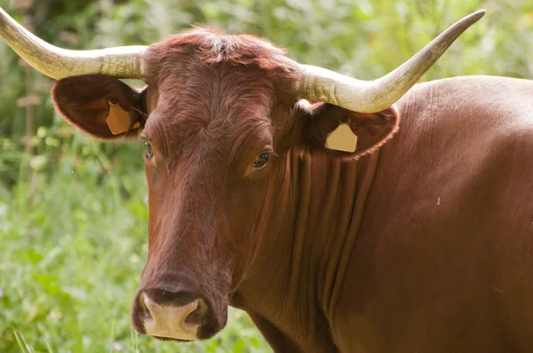 stock image Cow Portrait