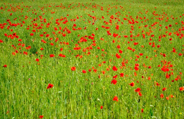 stock image Field of red poppies