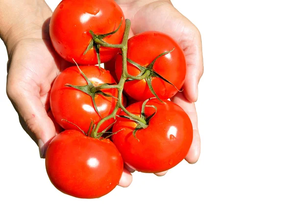 stock image Large ripe tomatoes