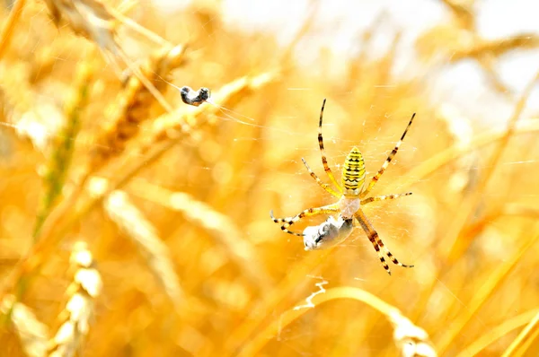 Poisonous spider — Stock Photo, Image