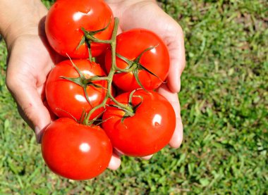 büyük olgun domates