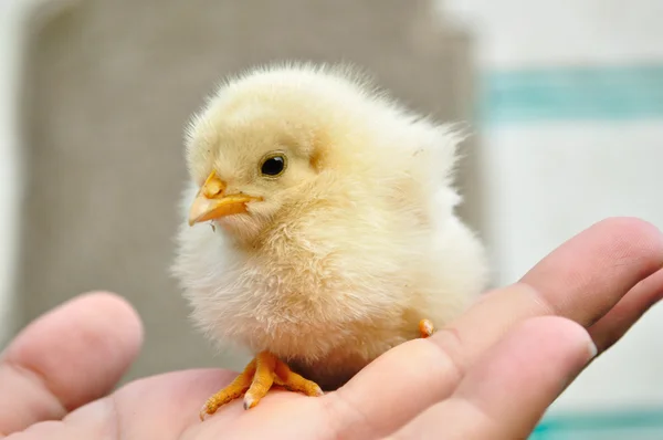 stock image The little yellow chick