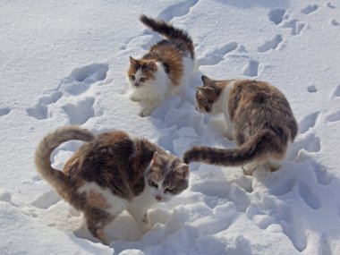 Cats in the village are happy bright day, sun and snow clipart