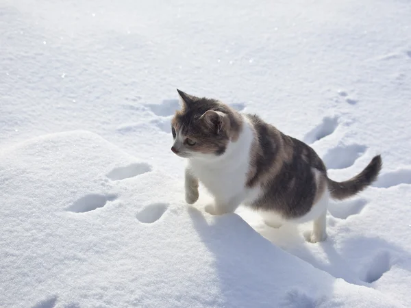 Kočka Byla Zima Zimě Žádá Aby Vyhřívali Domě — Stock fotografie