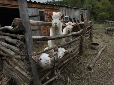 Summer in a village a goat and a goat behind the fence clipart