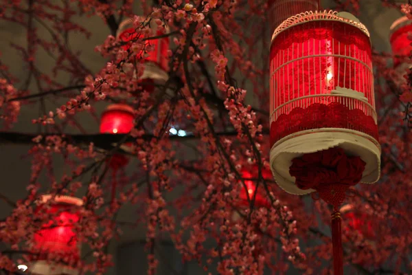 Papel Chinês Lanterna Vermelha Pendurada Árvore Sakura — Fotografia de Stock