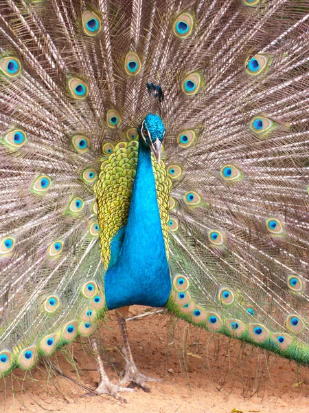 stock image Peacock