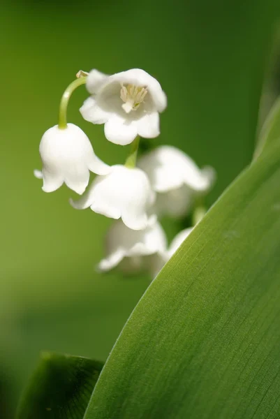 Stock image Lilies of the valley