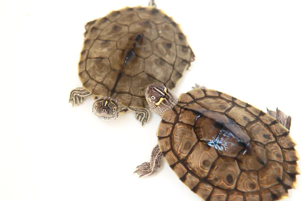 Två Sköldpaddor Vit Bakgrund Royaltyfria Stockfoton