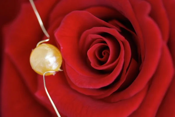 Rosa roja con perla Imagen de archivo