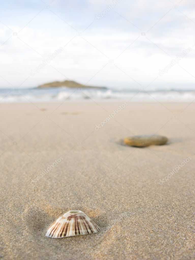 A shell in the sand of a beach in Venezuela.