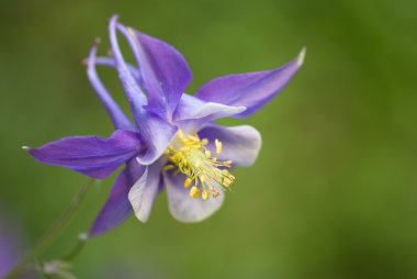 Closeup of a a purple columbine clipart