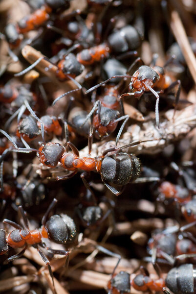 A group of ants, working at their anthill.