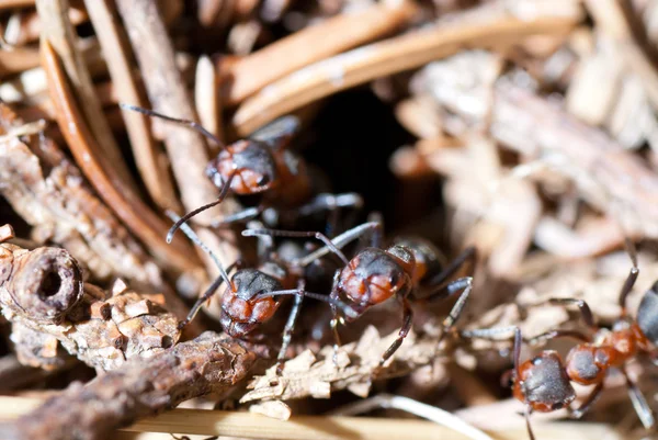 stock image Ants coming out of their anthill